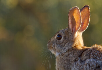 intimate close up of a Cottontail Rabbit in warm sidelight at sunrise
