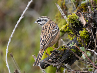 Zippammer (Emberiza cia)
