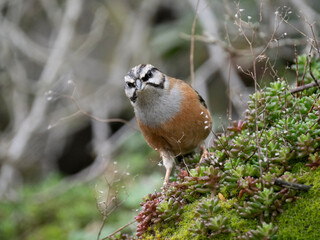 Zippammer (Emberiza cia)