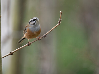 Zippammer (Emberiza cia)