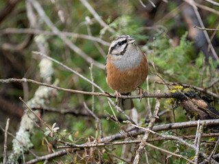 Zippammer (Emberiza cia)