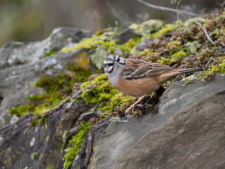Zippammer (Emberiza cia)
