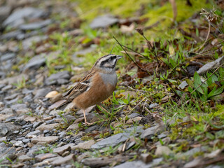 Zippammer (Emberiza cia)