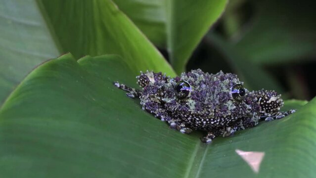 Theloderma corticale (Vietnamese mossy frog) camouflage on leaves, moss tree frog camouflage on leaves, Footage mossy tree frog on leaves