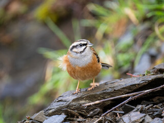 Zippammer (Emberiza cia)