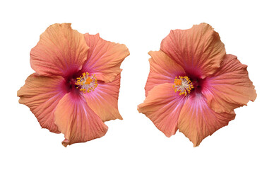 Pink orange hibiscus flowers isolated on transparent background