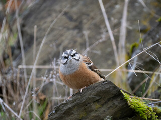 Zippammer (Emberiza cia)