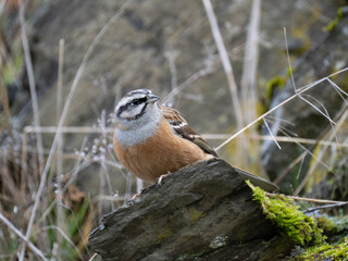 Zippammer (Emberiza cia)