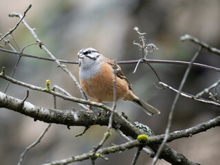 Zippammer (Emberiza cia)