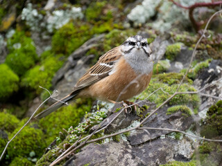Zippammer (Emberiza cia)