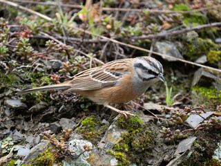 Zippammer (Emberiza cia)