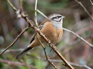 Zippammer (Emberiza cia)