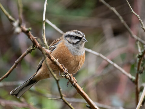 Zippammer (Emberiza cia)