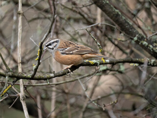 Fototapeta premium Zippammer (Emberiza cia)