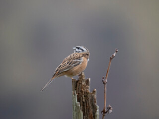 Zippammer (Emberiza cia)