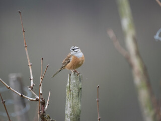 Naklejka premium Zippammer (Emberiza cia)