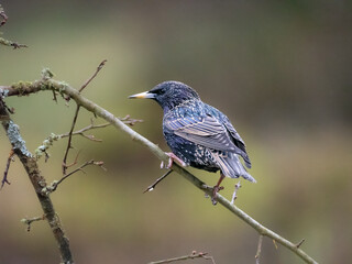 Star (Sturnus vulgaris)