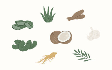 Medicinal Plants Illustration