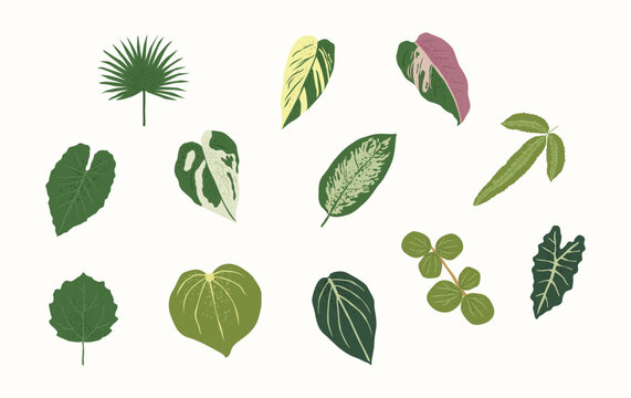 Plant Leaves Illustration