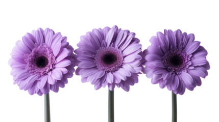 Purple Daisy Blooming in Isolation on White Background, Capturing the Beauty of Nature in Spring with Its Vibrant Petals and Elegant Stem. png