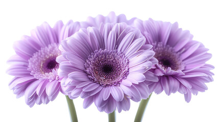 Purple Daisy Blooming in Isolation on White Background, Capturing the Beauty of Nature in Spring with Its Vibrant Petals and Elegant Stem. png