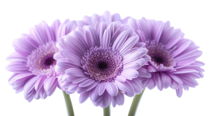 Purple Daisy Blooming in Isolation on White Background, Capturing the Beauty of Nature in Spring with Its Vibrant Petals and Elegant Stem. png