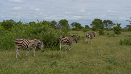 zebras graze in the wild