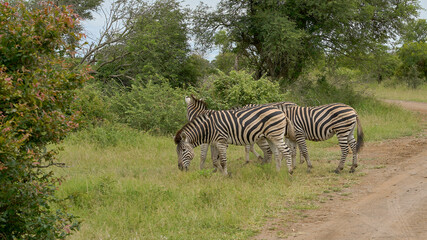Fototapeta na wymiar zebras graze in the wild