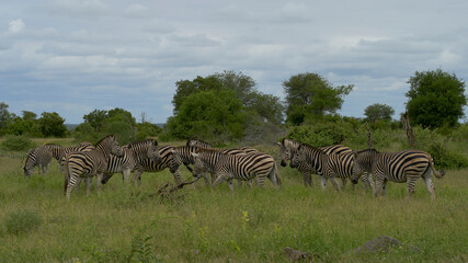 zebras graze in the wild