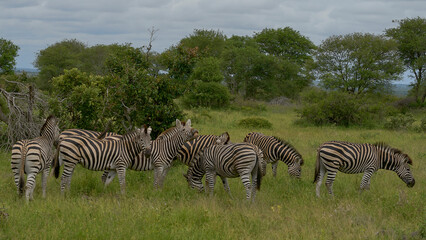 zebras graze in the wild