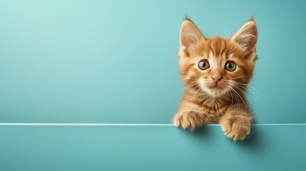 Cute kitty cat isolated on blue background. Open eyes wide kitty cat isolated.