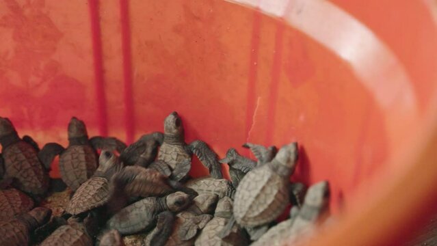 Baby sea turtles in orange container prepare for release. Newborn reptiles conservation effort underway. Biologists ready hatchlings for beach, wildlife preservation, natural lifecycle support.