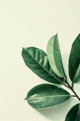 Zamioculcas leaves on white background