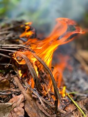 Red flames burn dry leaves