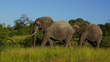 Naklejka na ściany i meble elephants in the wild of the National Park