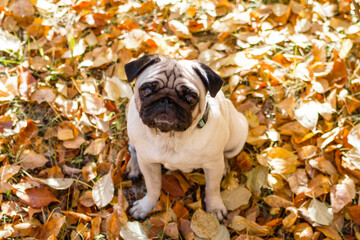 Portrait of a pug dog sitting in the autumn park on yellow leaves against the background of trees...