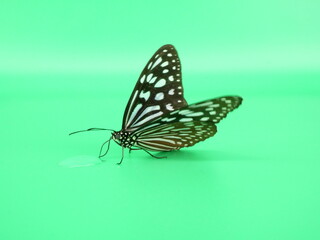 水を飲む蝶