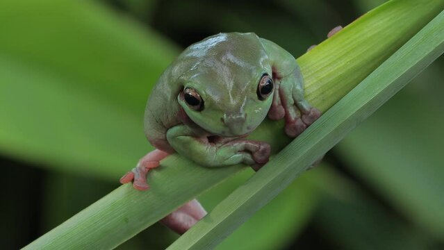 Dumpy frog "litoria caerulea" on green leaves, Fumpy frog on branch, Footage tree frog on branch, Green tree frog footage