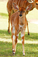 Naklejka na ściany i meble The lowland nyala or simply nyala is a spiral-horned antelope native to southern Africa