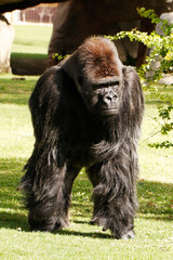 Gorillas in a zoo, predominantly ground-dwelling great apes that inhabit the tropical forests of equatorial Africa
