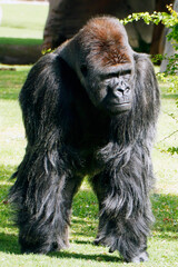Gorillas in a zoo, predominantly ground-dwelling great apes that inhabit the tropical forests of equatorial Africa