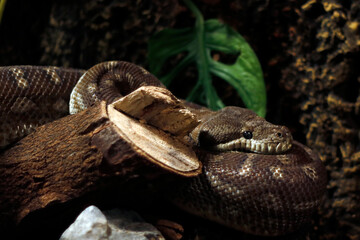 Central Carpet Python (Morelia bredli), is a non-venomous specie that is endemic to Australia. common names are Centralian Carpet Python, Bredl’s Python and Central Australian Bredl’s Carpet Python