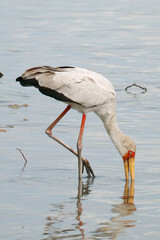 yellow-billed stork, sometimes also called wood stork or wood ibis,  It is widespread in regions south of the Sahara and also occurs in Madagascar,Scientific name Mycteria ibis