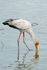 Fototapeta premium yellow-billed stork, sometimes also called wood stork or wood ibis, It is widespread in regions south of the Sahara and also occurs in Madagascar,Scientific name Mycteria ibis
