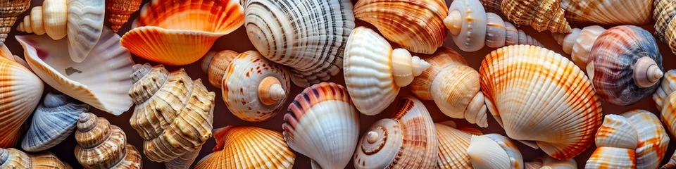  Seashells long wide background. © Yahor Shylau 
