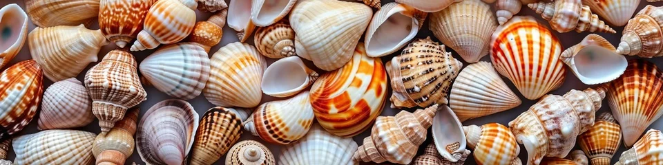 Fotobehang Seashells long wide background. © Yahor Shylau 