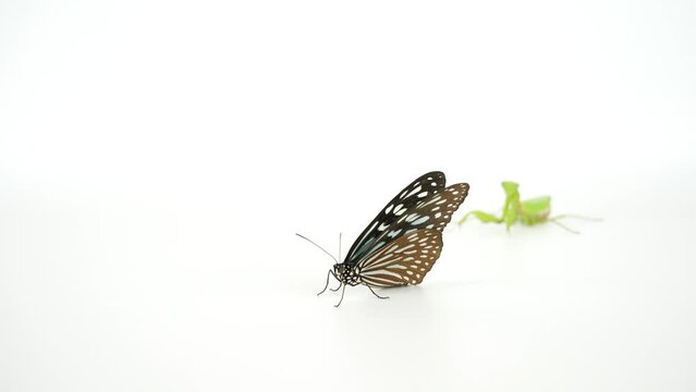 後ろから蝶を狙うハラビロカマキリ