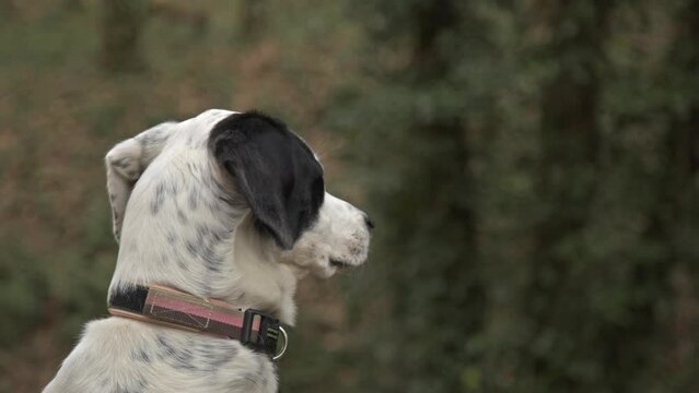 A Setter dog enjoying, walking, playing in the forest