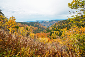 Landscape in autumn at Feldberg in the Black Forest. Feldbergsteig hiking trail. Nature in the Breisgau-Hochschwarzwald district in Baden-Württemberg.
