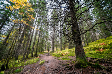 Landscape in autumn at Feldberg in the Black Forest. Feldbergsteig hiking trail. Nature in the Breisgau-Hochschwarzwald district in Baden-Württemberg.
